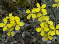 Fibigia triquetra 2, Saxifraga-Willem van Kruijsbergen