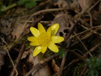 Ficaria verna 12, Speenkruid, Saxifraga-Willem van Kruijsbergen