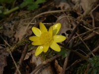 Ficaria verna 13, Speenkruid, Saxifraga-Willem van Kruijsbergen