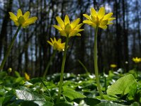 Ficaria verna 30, Speenkruid, Saxifraga-Ed Stikvoort