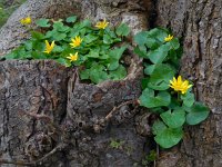 Ficaria verna 31, Speenkruid, Saxifraga-Ed Stikvoort