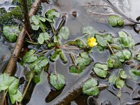 Ficaria verna 35, Speenkruid, Saxifraga-Hans Boll