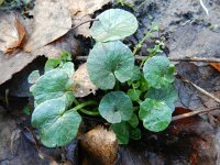 Ficaria verna 40, Speenkruid, Saxifraga-Rutger Barendse