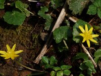 Ficaria verna 5, Speenkruid, Saxifraga-Willem van Kruijsbergen