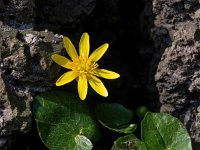 Ficaria verna 50, Speenkruid, Saxifraga-Bart Vastenhouw