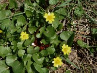 Ficaria verna 6, Speenkruid, Saxifraga-Jan van der Straaten