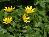 Ficaria verna 8, Speenkruid, Saxifraga-Marijke Verhagen