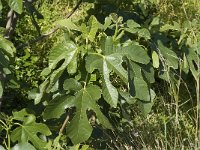 Ficus carica 10, Vijg, Saxifraga-Jan van der Straaten