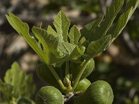 Ficus carica 13, Vijg, Saxifraga-Willem van Kruijsbergen