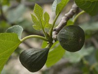 Ficus carica 14, Vijg, Saxifraga-Willem van Kruijsbergen