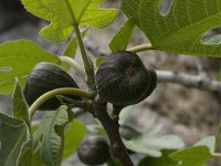 Ficus carica 15, Vijg, Saxifraga-Willem van Kruijsbergen