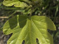 Ficus carica 17, Vijg, Saxifraga-Jan van der Straaten