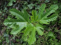 Ficus carica 18, Vijg, Saxifraga-Rutger Barendse