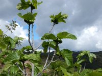 Ficus carica 21, Vijg, Saxifraga-Ed Stikvoort