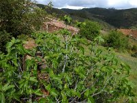 Ficus carica 23, Vijg, Saxifraga-Ed Stikvoort