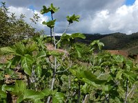 Ficus carica 25, Vijg, Saxifraga-Ed Stikvoort