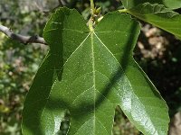 Ficus carica 4, Vijg, Saxifraga-Jan van der Straaten