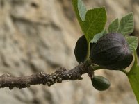 Ficus carica 8, Vijg, Saxifraga-Jan van der Straaten