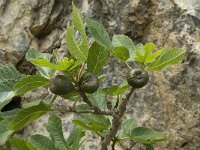 Ficus carica 9, Vijg, Saxifraga-Jan van der Straaten