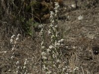 Filago arvensis 2, Akkerviltkruid, Saxifraga-Willem van Kruijsbergen