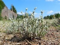 Filago minima 10, Dwergviltkruid, Saxifraga-Hans Boll