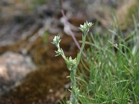 Filago minima 2, Dwergviltkruid, Saxifraga-Dirk Hilbers