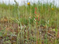 Filago minima 28, Dwergviltkruid, Saxifraga-Ed Stikvoort