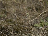 Filago minima 4, Dwergviltkruid, Saxifraga-Willem van Kruijsbergen