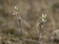 Filago minima 6, Dwergviltkruid, Saxifraga-Willem van Kruijsbergen