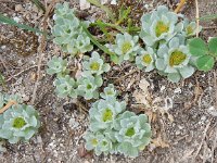 Filago pygmaea 2, Saxifraga-Peter Meininger