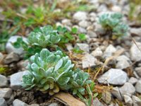 Filago pygmaea 5, Saxifraga-Ed Stikvoort