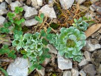 Filago pygmaea 6, Saxifraga-Ed Stikvoort