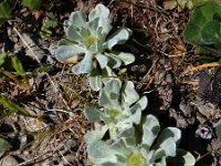 Filago pygmaea 7, Saxifraga-Ed Stikvoort