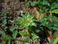 Filago pygmaea ssp ramossima 3, Saxifraga-Ed Stikvoort