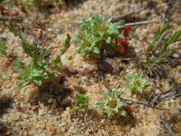 Filago pygmaea ssp ramossima 4, Saxifraga-Ed Stikvoort