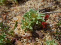 Filago pygmaea ssp ramossima 8, Saxifraga-Ed Stikvoort