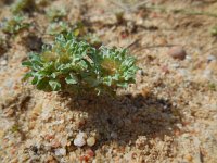 Filago pygmaea ssp ramossima 9, Saxifraga-Ed Stikvoort