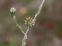 Filago vulgaris 2, Duits viltkruid, Saxifraga-Peter Meininger