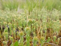 Filago vulgaris 24, Duits viltkruid, Saxifraga-Ed Stikvoort