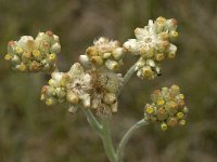 Filago vulgaris 4, Duits viltkruid, Saxifraga-Willem van Kruijsbergen