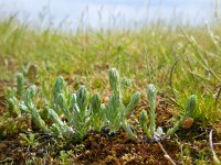 Filago vulgaris 9, Duits viltkruid, Saxifraga-Ed Stikvoort