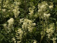 Filipendula ulmaria 12, Moerasspirea, Saxifraga-Jan van der Straaten