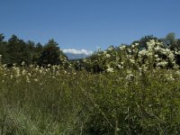 Filipendula ulmaria 13, Moerasspirea, Saxifraga-Marijke Verhagen