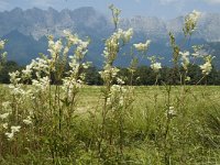 Filipendula ulmaria 14, Moerasspirea, Saxifraga-Marijke Verhagen