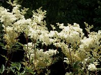 Filipendula ulmaria 15, Moerasspirea, Saxifraga-Jan van der Straaten