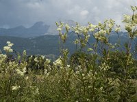 Filipendula ulmaria 2, Moerasspirea, Saxifraga-Marijke Verhagen