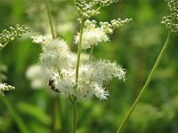 Filipendula ulmaria 20, Moerasspirea, Saxifraga-Jasenka Topic