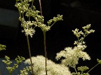 Filipendula ulmaria 22, Moerasspirea, Saxifraga-Jan van der Straaten