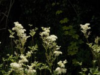 Filipendula ulmaria 25, Moerasspirea, Saxifraga-Jan van der Straaten