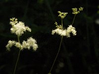 Filipendula ulmaria 27, Moerasspirea, Saxifraga-Jan van der Straaten